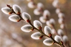 Вербное воскресенье: встреча Царя смирения