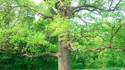 205-летний дуб в селе Дмитриевка Шебекинского района сможет стать главным деревом России
