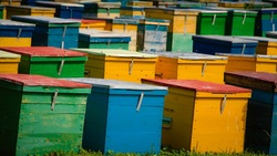 Кооперативы откроют новые возможности для пчеловодов-любителей