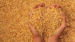 «Году 2022 говорим спасибо». 186,7 тыс. тонн зерновых культур собрано с полей Волоконовского района